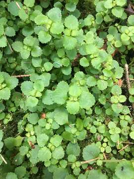 Plancia ëd Chrysosplenium glechomifolium Nutt. ex Torr. & Gray