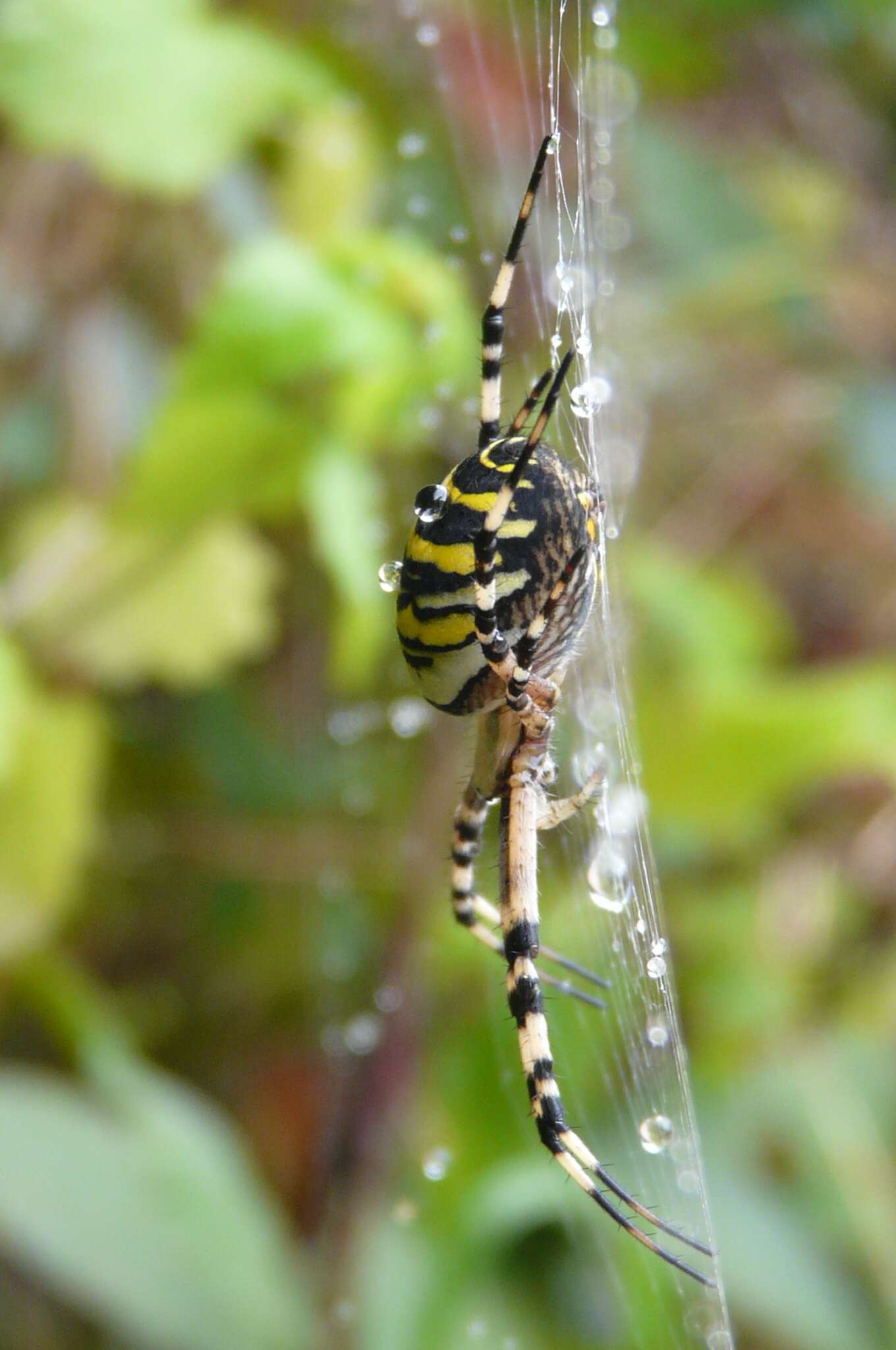 Image of Barbary Spider