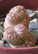 Imagem de Lithops bromfieldii L. Bol.