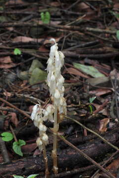 Image of Ghost orchid