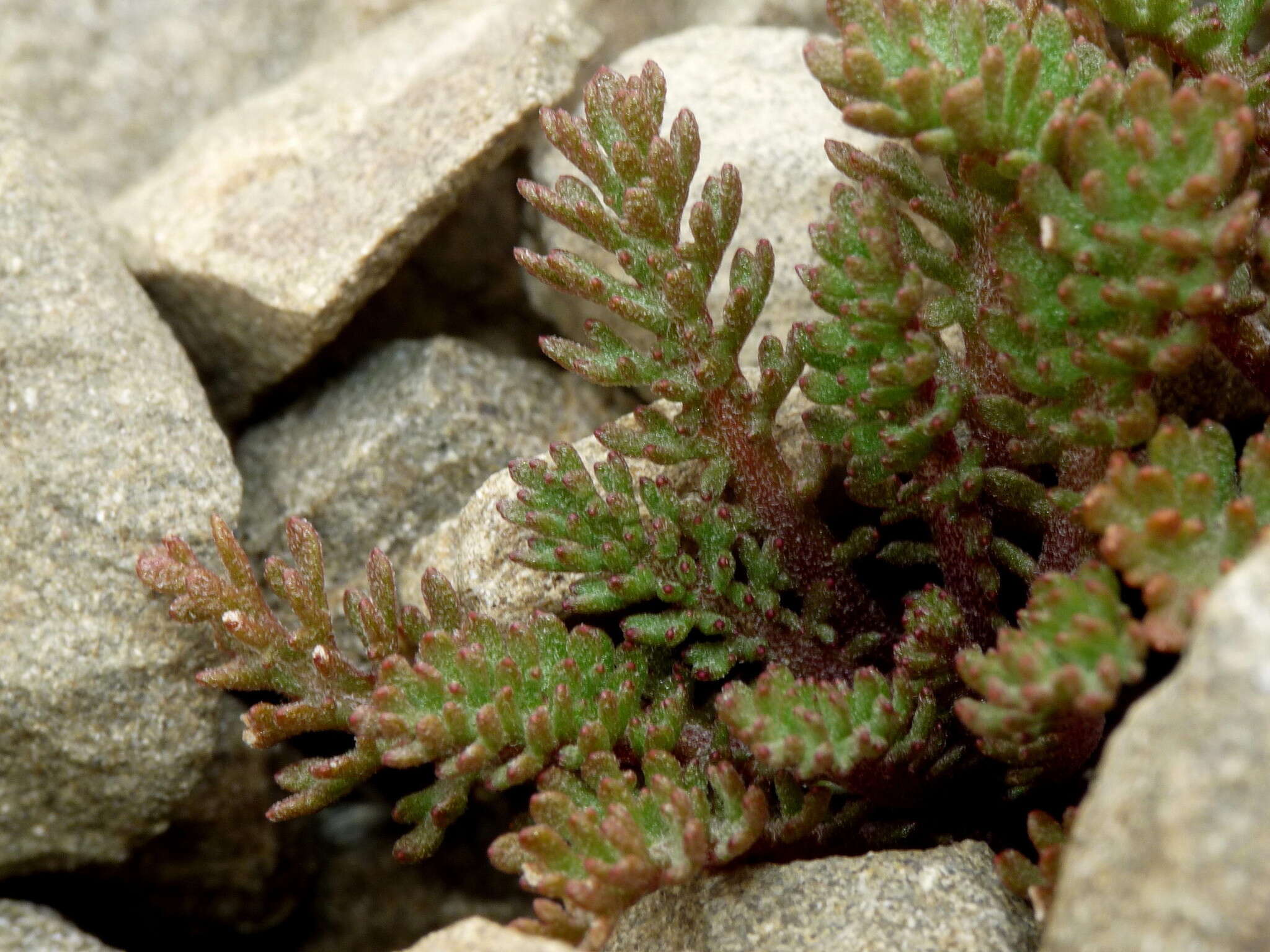 Image of Leptinella dendyi (Cockayne) D. G. Lloyd & C. J. Webb