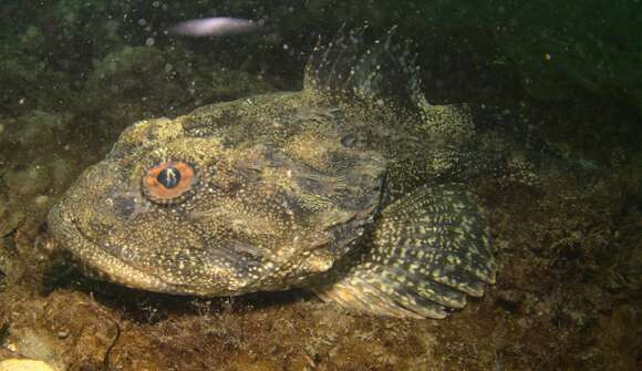 Image of Great sculpin