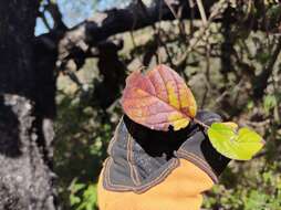 Image of Mandevilla holosericea (Sesse & Moc.) J. K. Williams