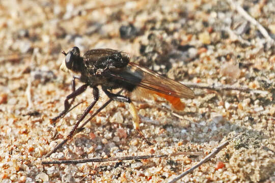 Image of Eccritosia zamon (Townsend 1895)