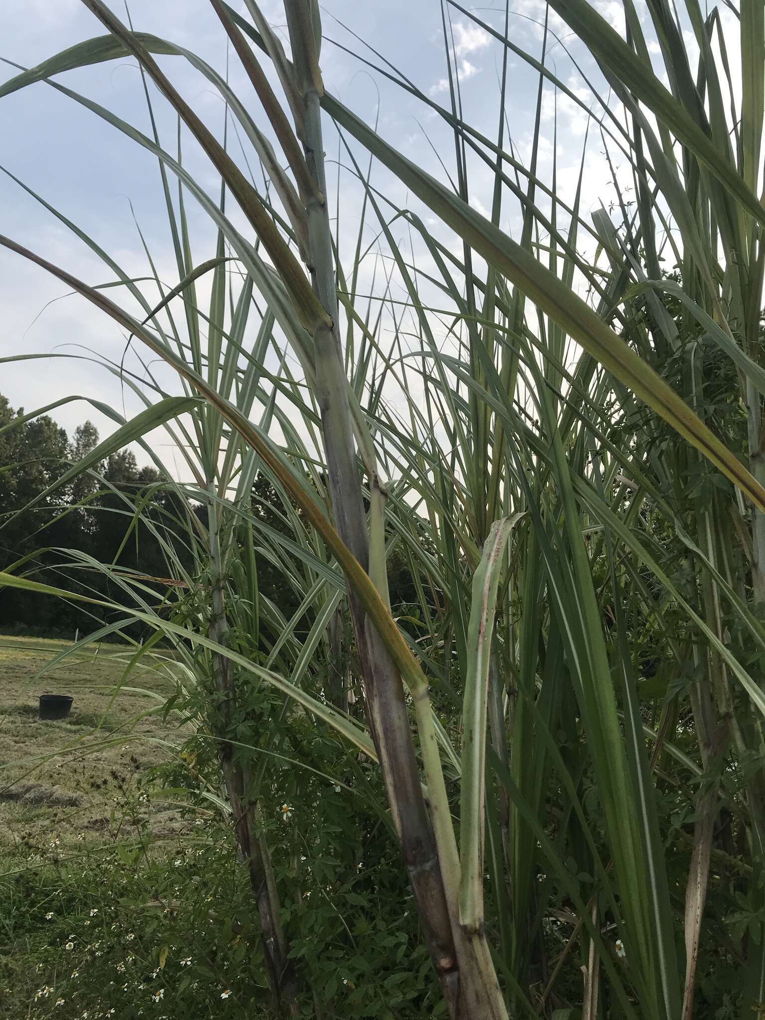 Image of sugarcane