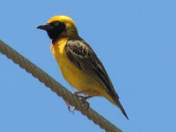 Image of Speke's Weaver