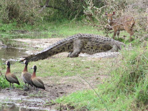 Image of White-faced Whistling Duck