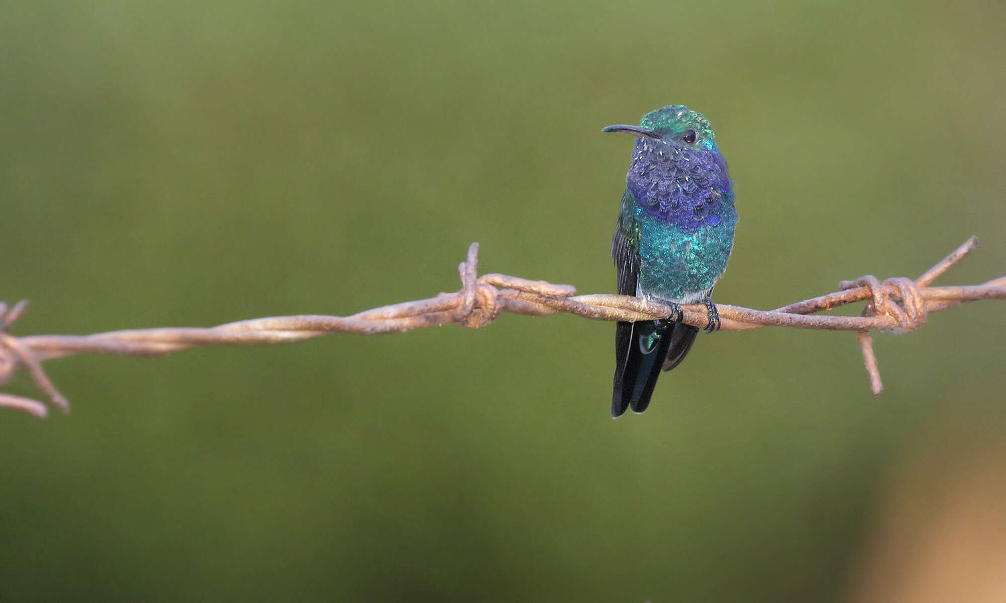 Image de Chrysuronia coeruleogularis (Gould 1851)