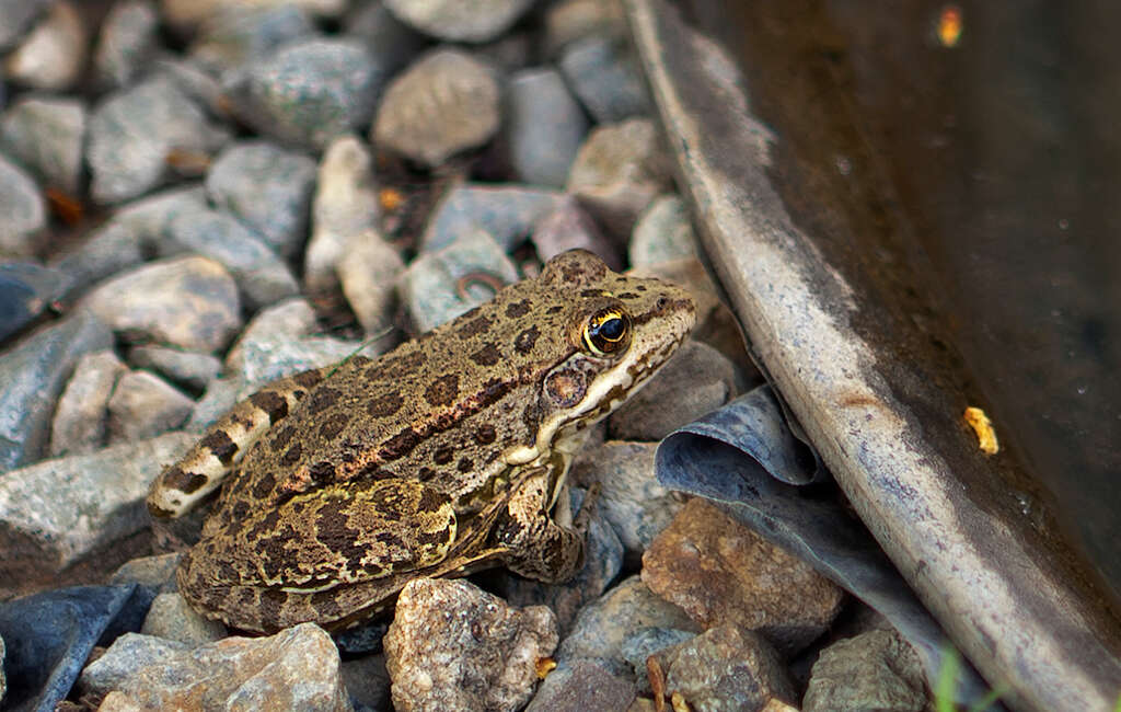 Image of Eurasian Marsh Frog