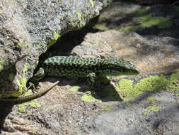 Image of Carpetane rock lizard