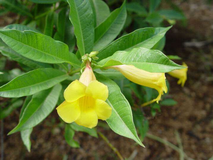 Image of bush allamanda