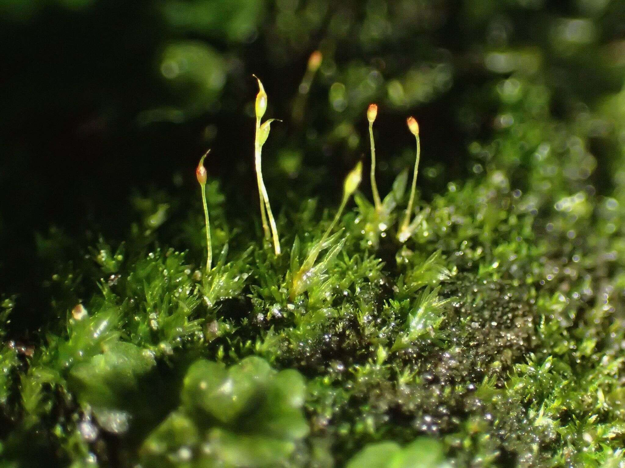 Image of bryoid fissidens moss