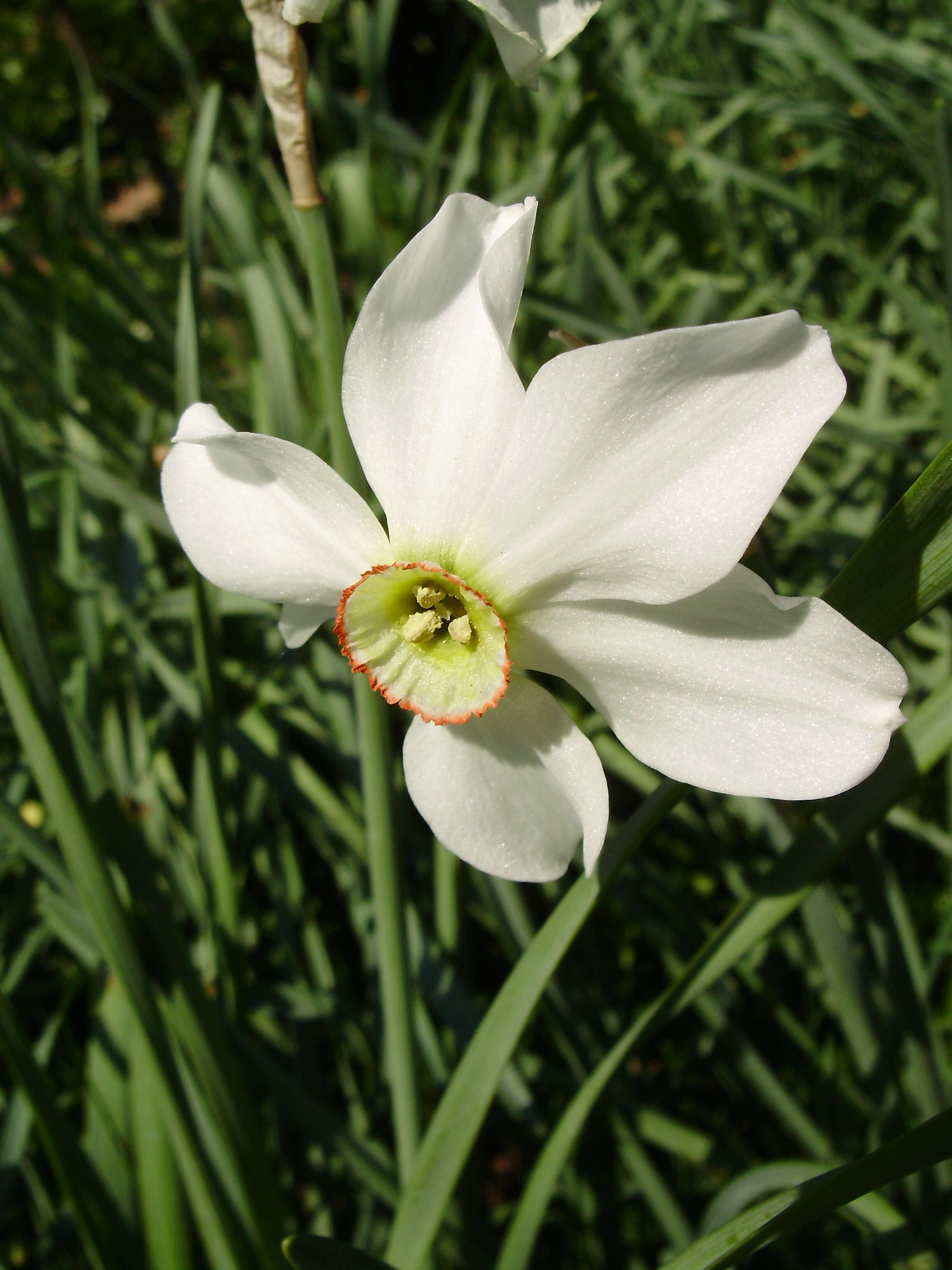 Image of Pheasant's-eye narcissus