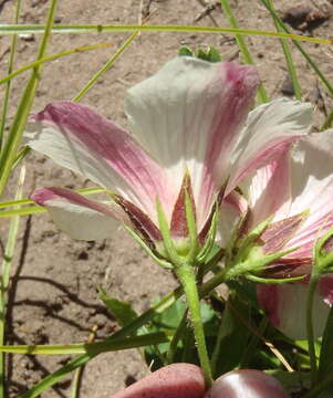 Image of Hibiscus aethiopicus var. aethiopicus