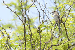 Image of White-throated Flycatcher