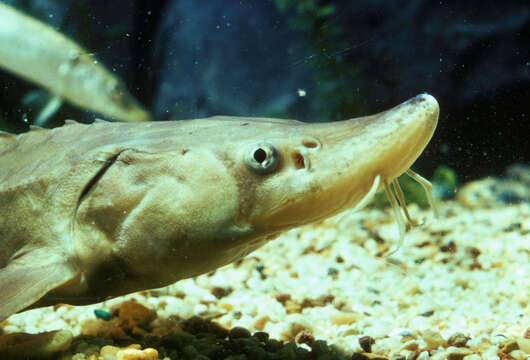 Image of Lake Sturgeon