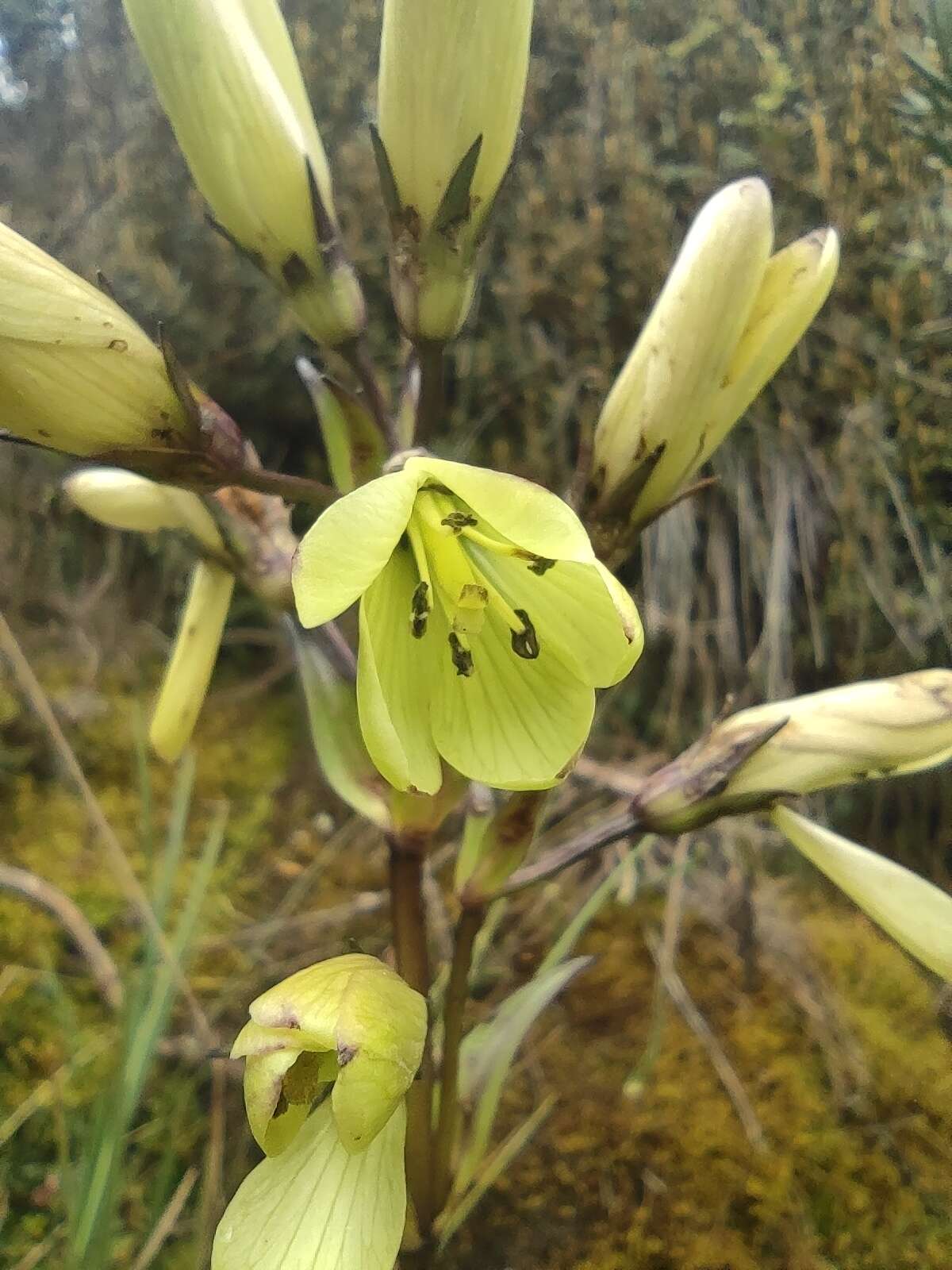 Image de Gentianella longibarbata (Gilg) Fabris