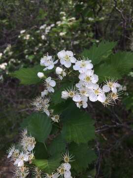 Imagem de Crataegus irrasa Sarg.