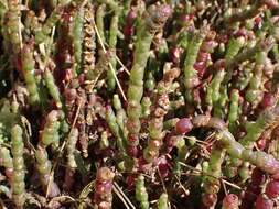 Image of Salicornia blackiana Ulbr.