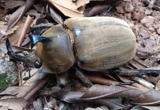 Слика од Megasoma anubis (Chevrolat 1836)