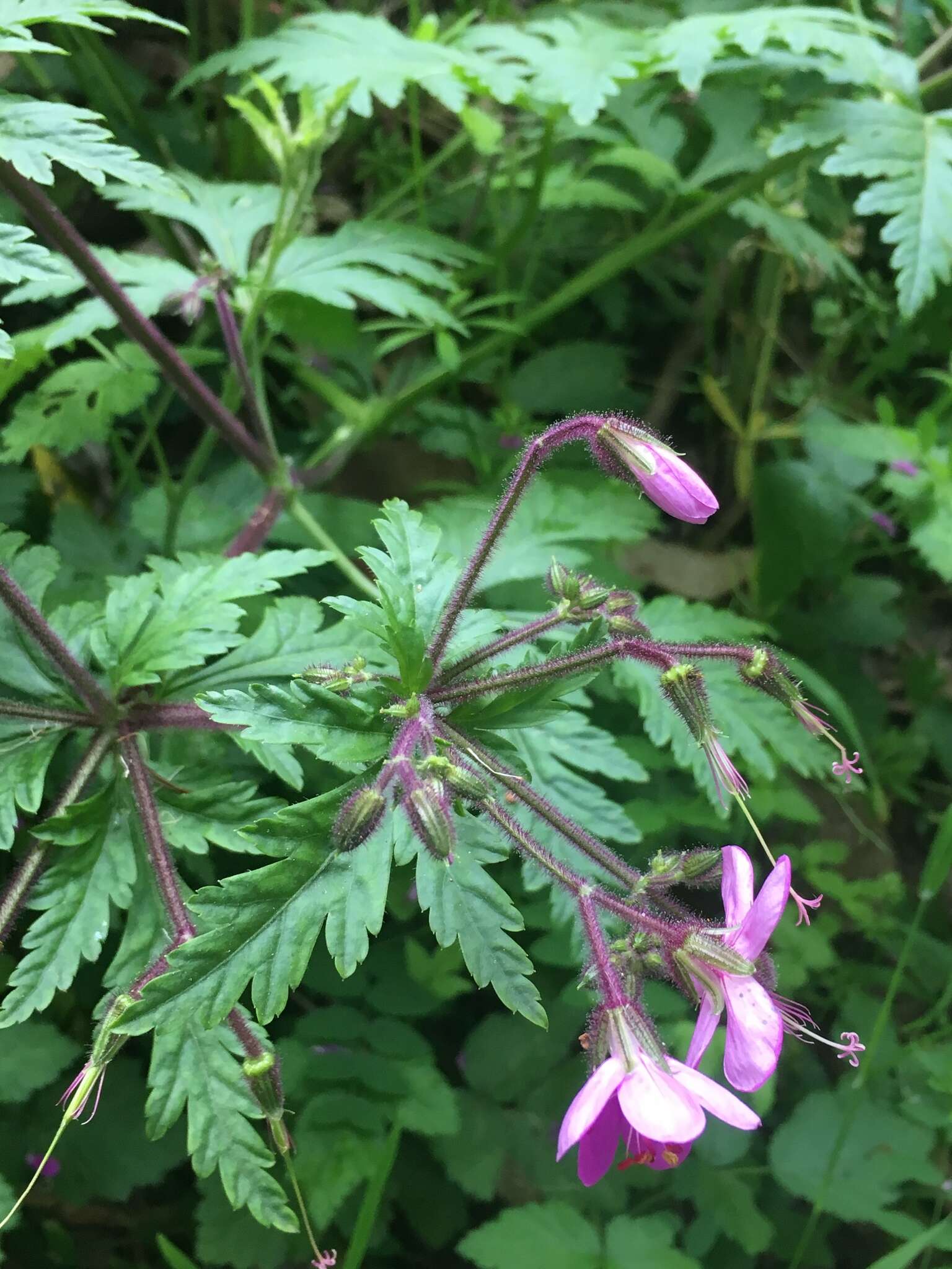 Image of Geranium reuteri Aedo & Muñoz Garm.