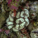 Image of Sycozoa arborescens Hartmeyer 1912