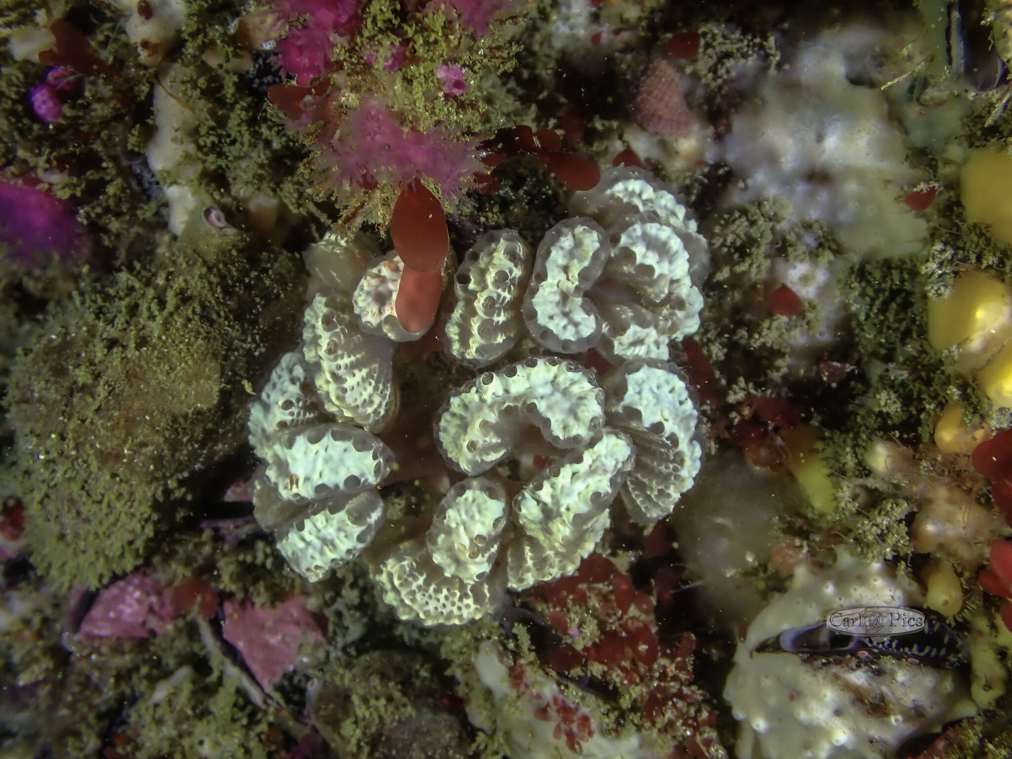 Image of Sycozoa arborescens Hartmeyer 1912