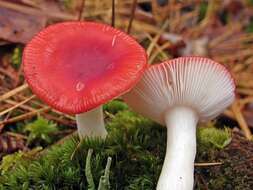 Image of Russula emetica (Schaeff.) Pers. 1796