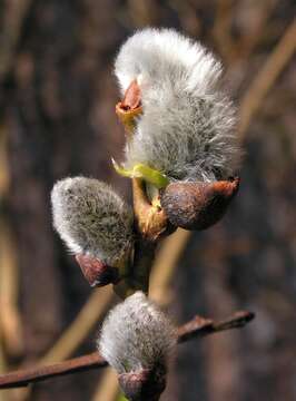 Image of goat willow