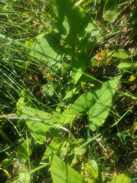 Image of Muehlenbeckia gracillima Meisn.