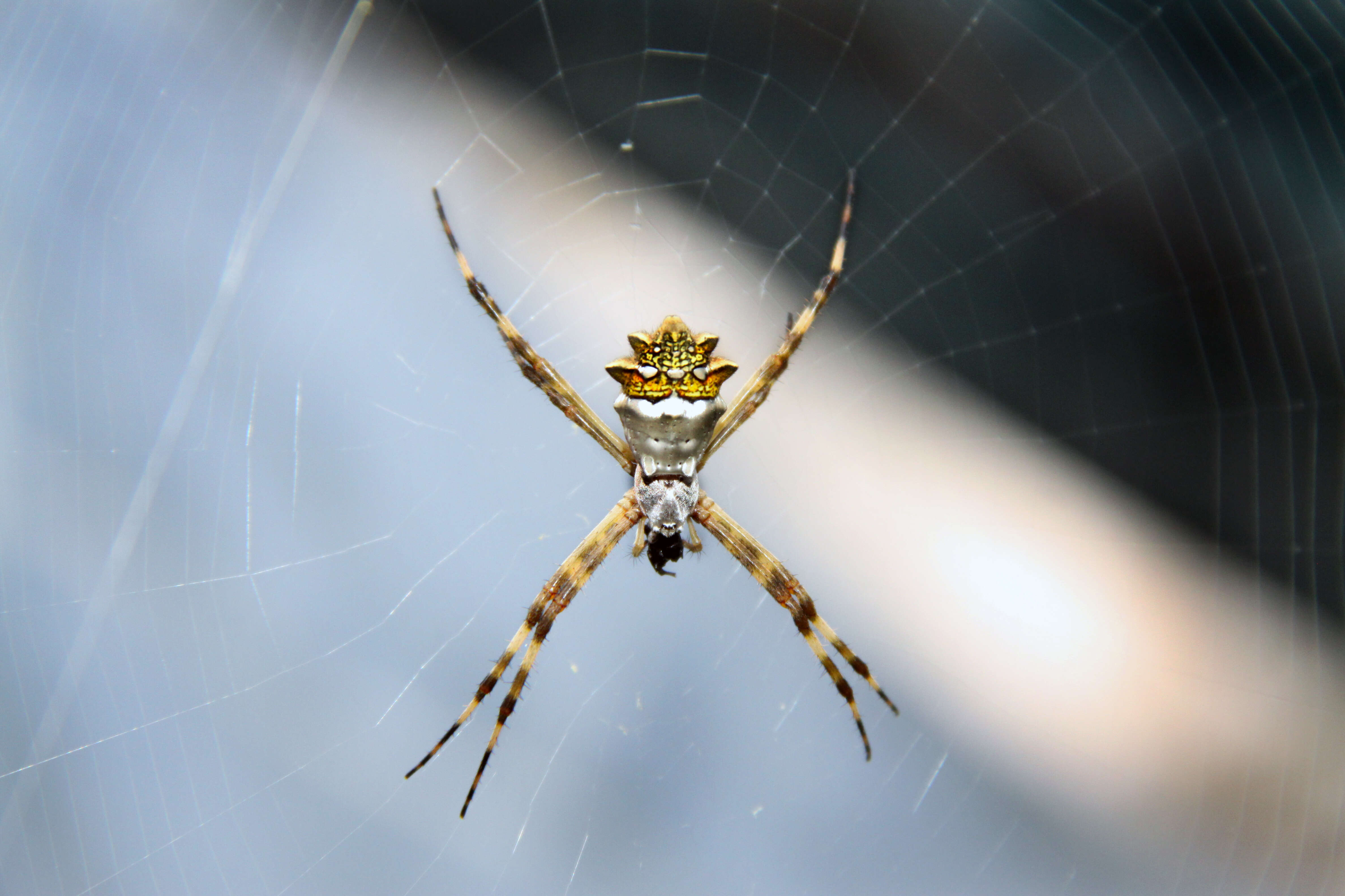 Image of Silver Argiope