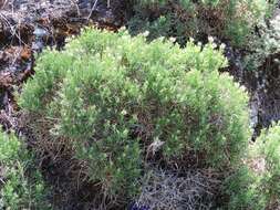 Image of Echinospartum boissieri (Spach) Rothm.