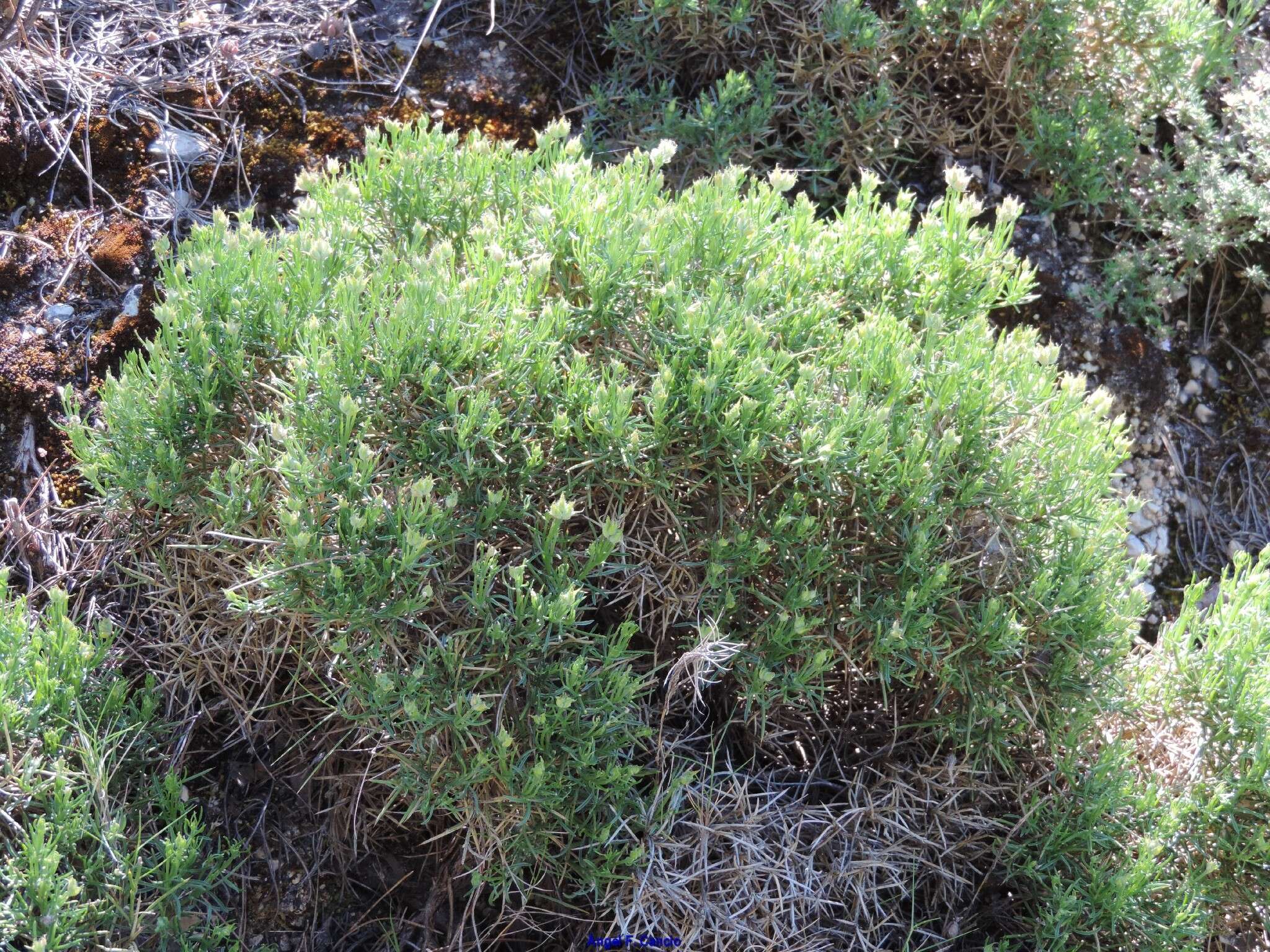 Image of Echinospartum boissieri (Spach) Rothm.