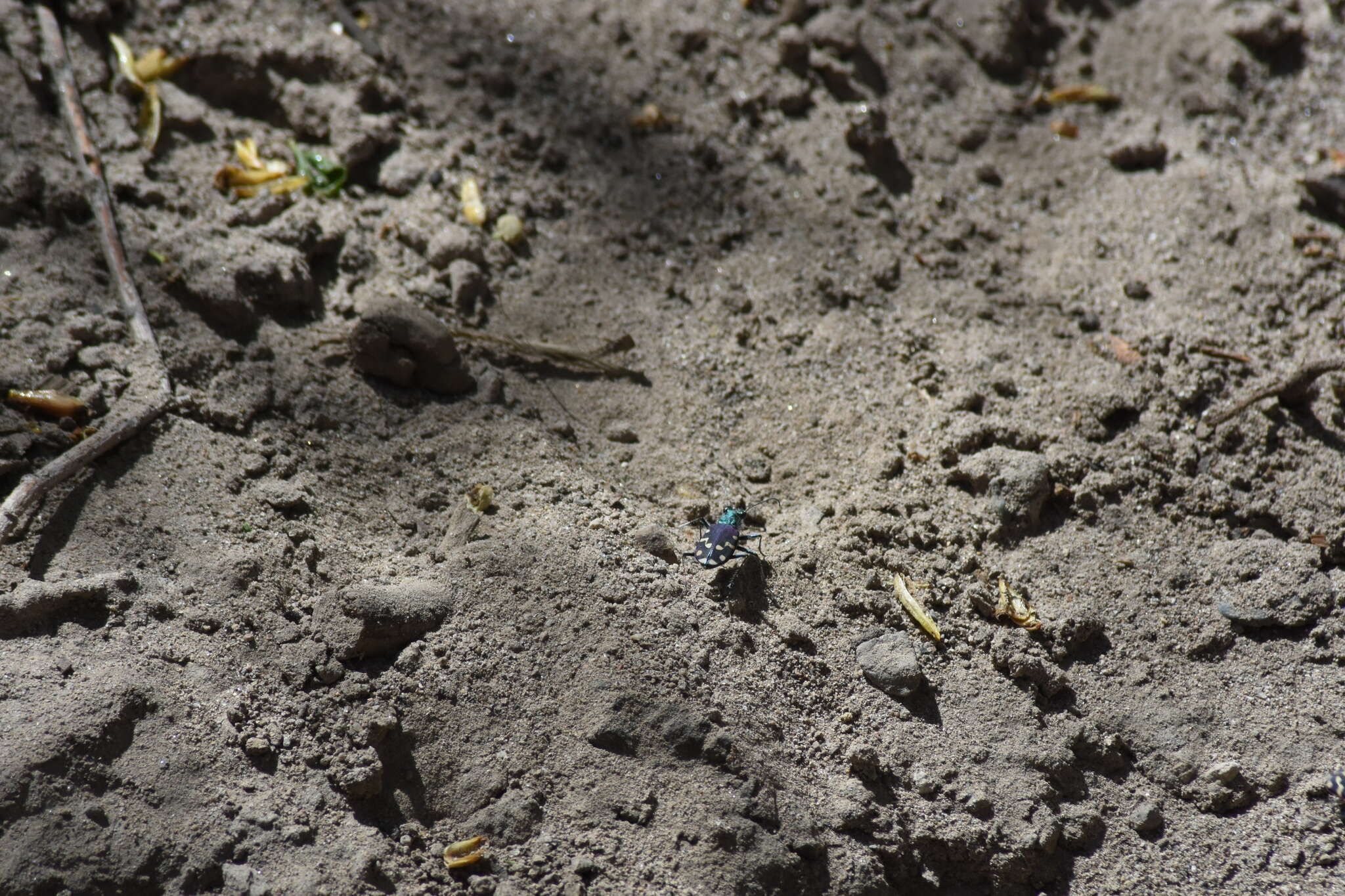 Plancia ëd Cicindela (Cicindela) oregona maricopa Leng 1902