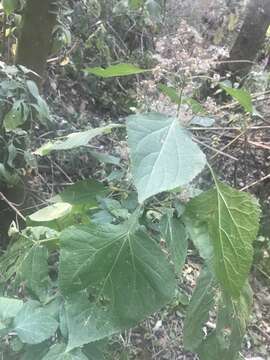 Image of Ageratina conspicua