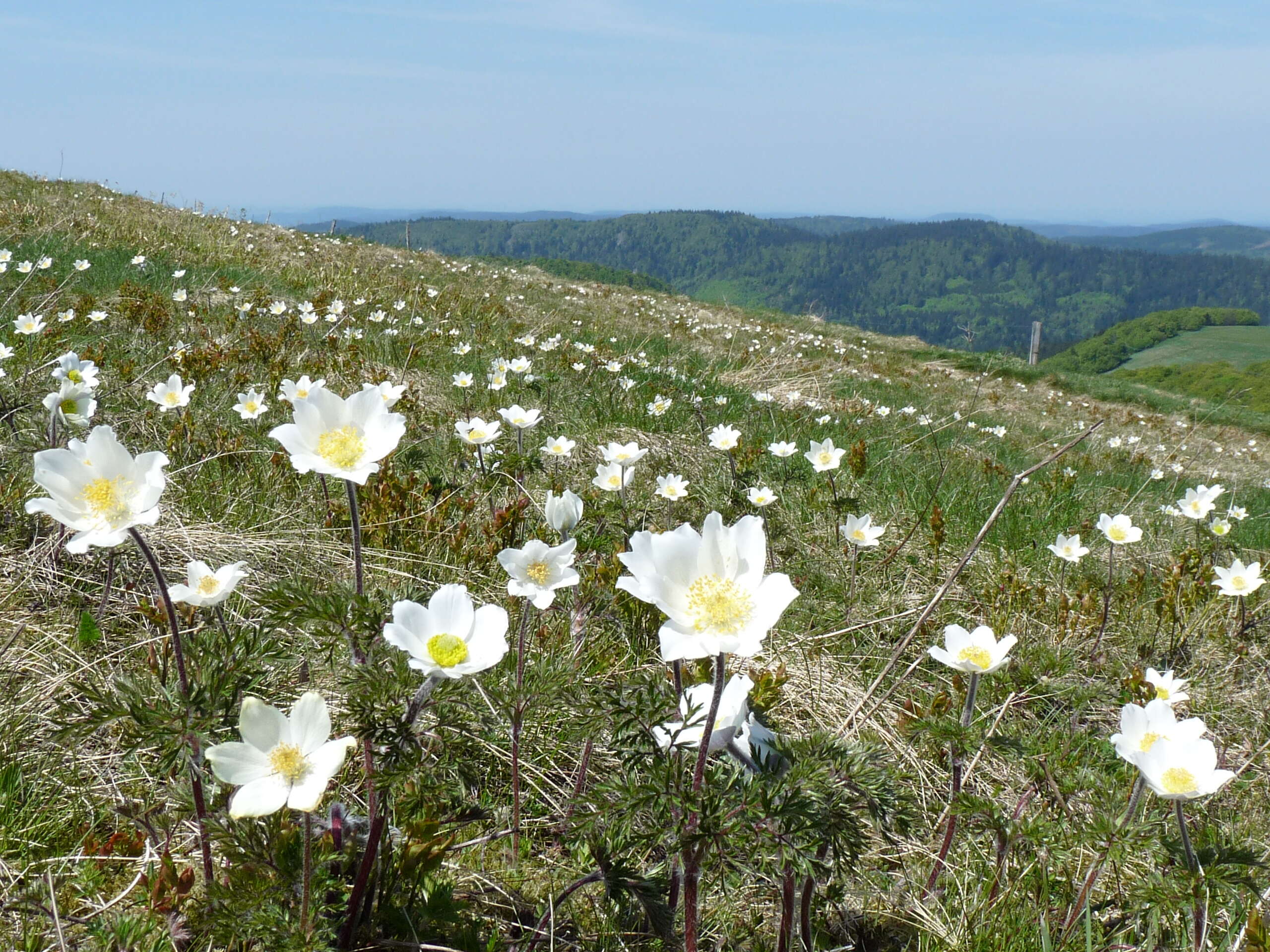 Image de Pulsatille des Alpes