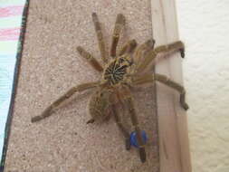 Image of Orange Baboon Tarantula