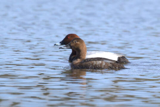 Image of pochard, common pochard