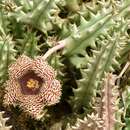 Image of Ceropegia hystrix subsp. hystrix