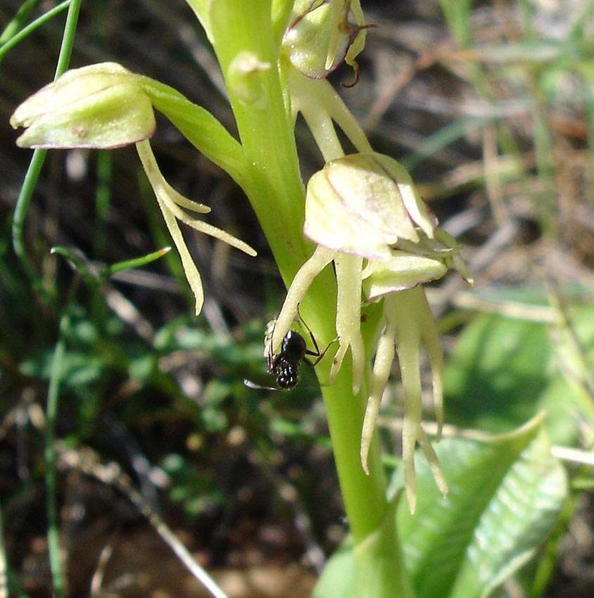 Image of Man orchid