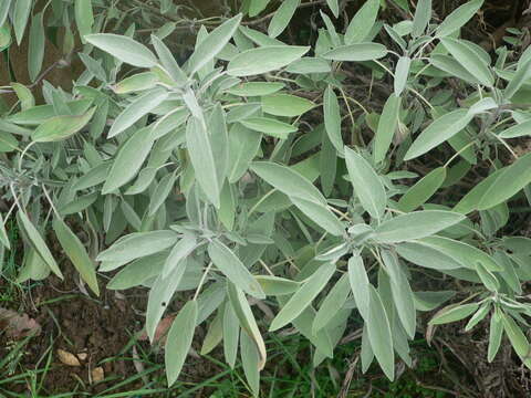 Imagem de Salvia officinalis L.