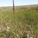 Imagem de Arctagrostis latifolia (R. Br.) Griseb.