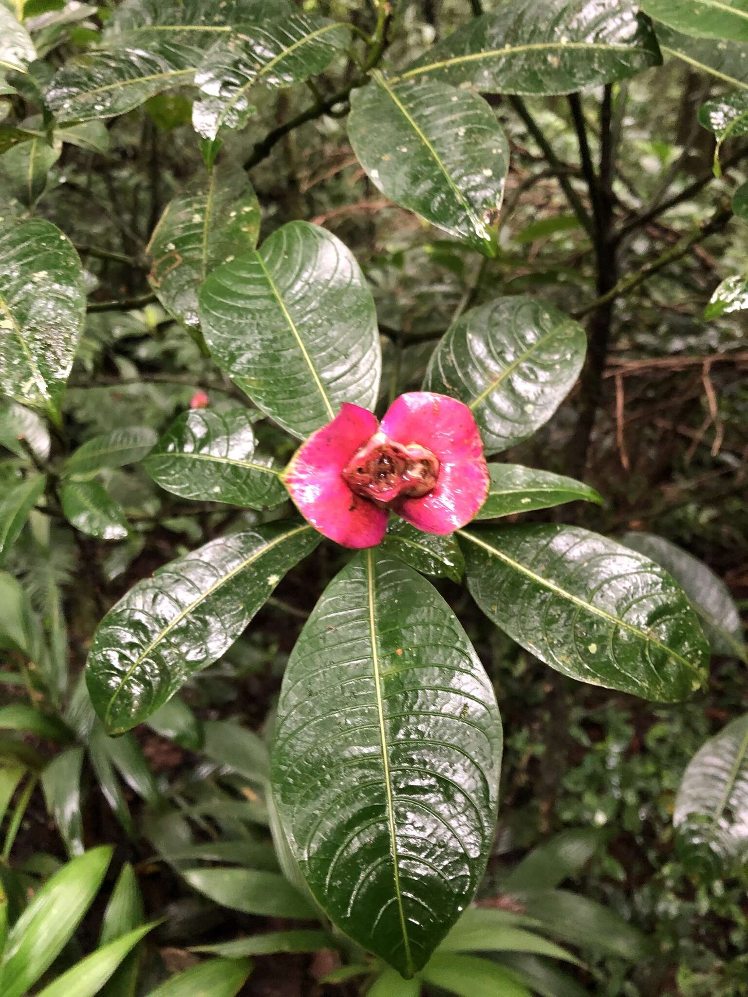 Image of Palicourea chiriquiensis