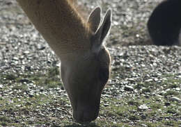 Image of Guanaco