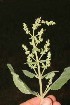 Image of Salvia syriaca L.