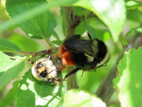 Image of Red tailed bumblebee