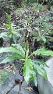 Image of Sonchus fruticosus L. fil.