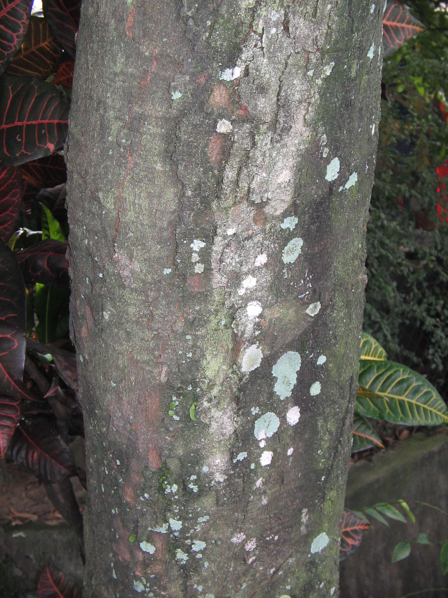 Image of watery roseapple