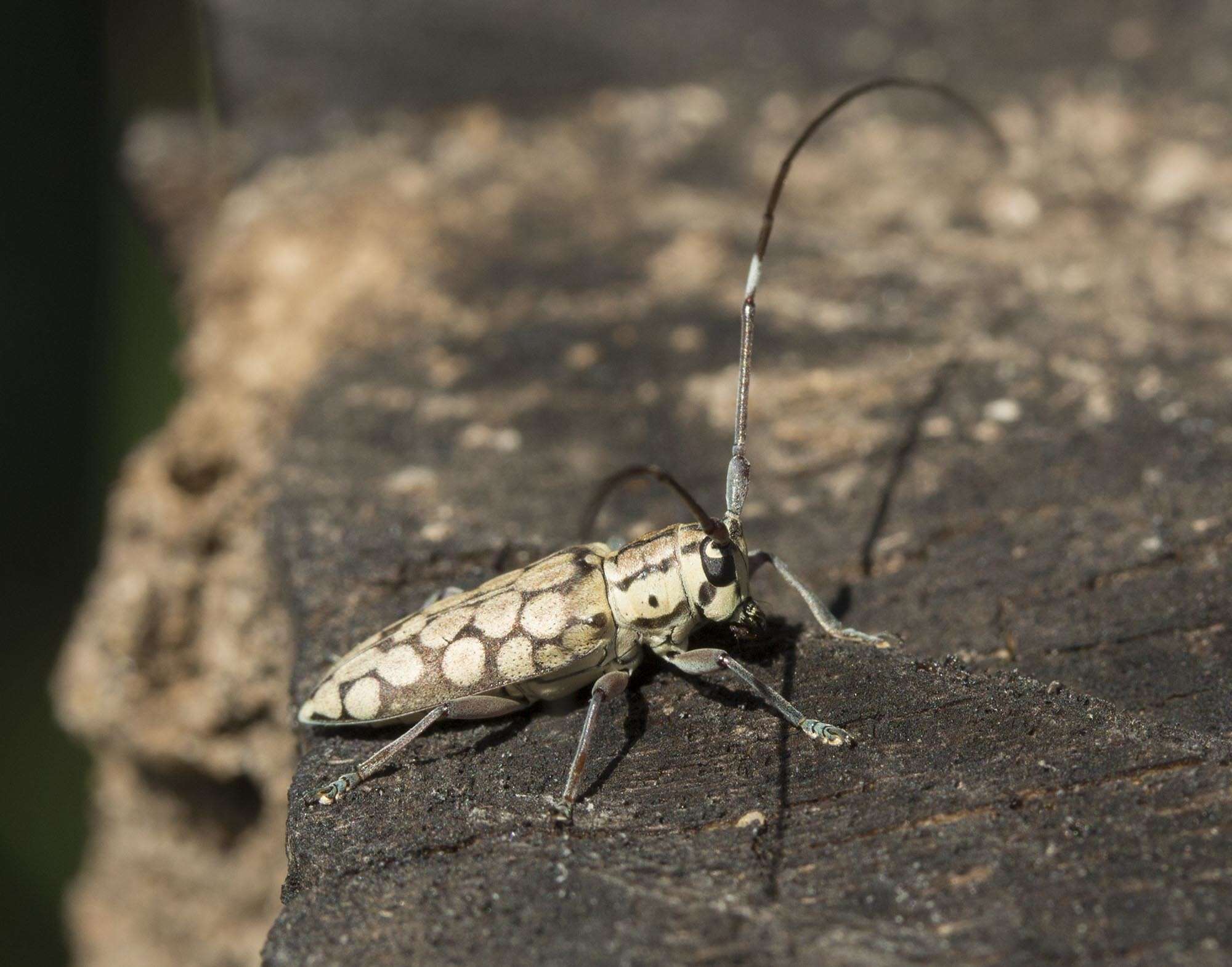 Image of Prosopocera (Paralphitopola) maculosa (Pascoe 1858)