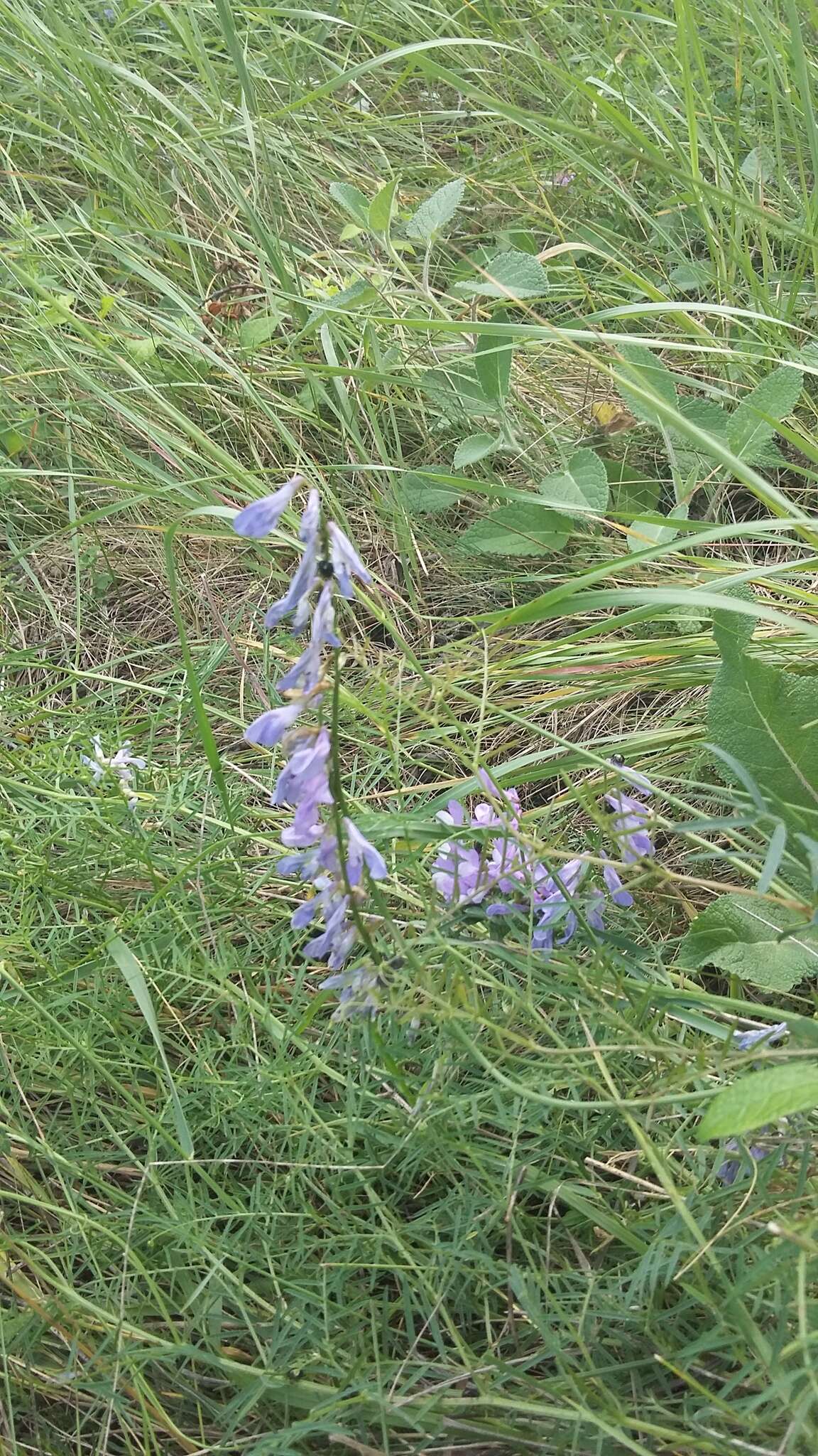 Image of Vicia tenuifolia subsp. dalmatica (A. Kern.) Greuter